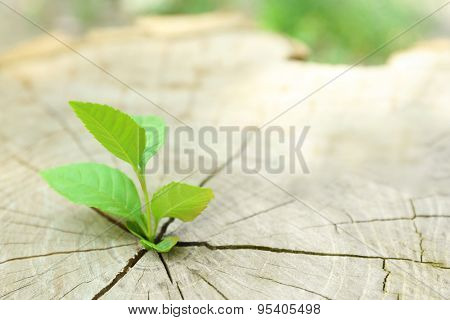 Plant growing through trunk of tree