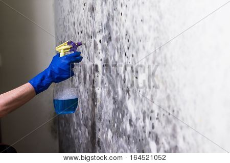 Removing mold on the wall in room. Hand holds spray with anti-mould liquid and uses it to remove fungus from the wallpaper in the house