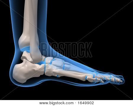 Human Foot