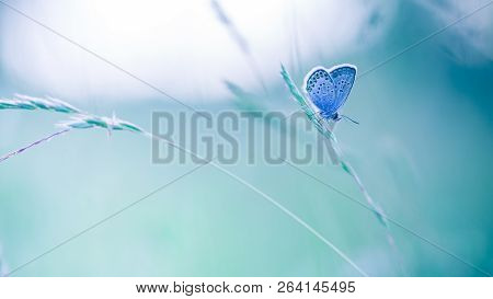 Nature Background Concept And Beautiful Summer Meadow Background. Inspirational Nature Closeup. Tran