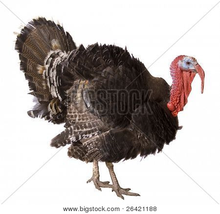 turkey cock isolate on white