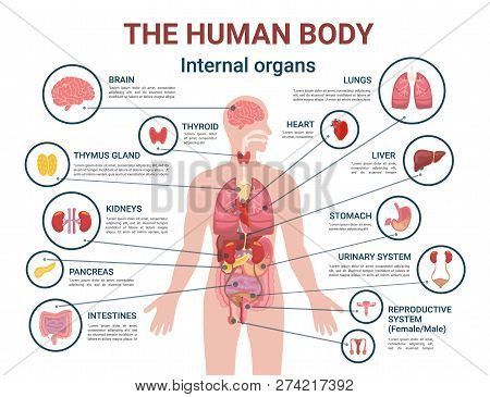 Human Body Internal Organs And Parts Info Poster Vector. Heart And Brain, Liver And Kidneys. Thymus 