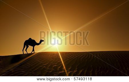 Silhouette of a camel walking alone in the Dubai desert