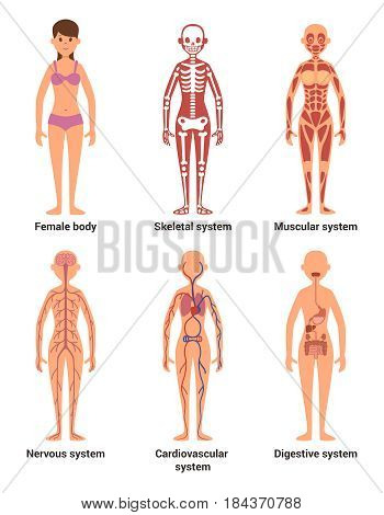 Anatomy of female. Vector illustration of nerves and muscular systems, heart and other organs. Woman skeleton anatomy, nerve and digestion system female