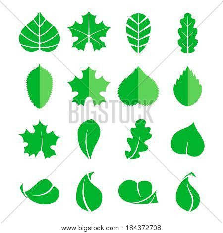 Different leaf set. Vector icons. Design eco elements isolate on white background. Green leaf tree, illustration of natural leaf