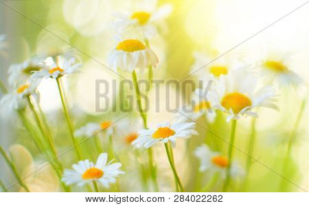 Chamomile field flowers border. Beautiful nature scene with blooming medical chamomilles in sun flare. Alternative medicine Spring Daisy. Summer flowers. Beautiful meadow. Summer background