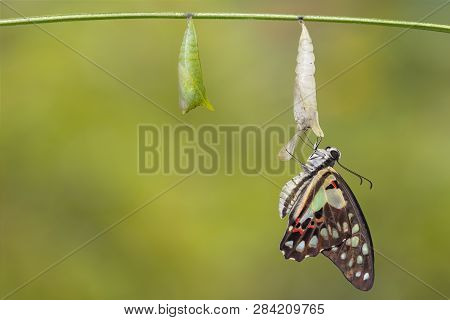 Transformation Of Common Jay Butterfly ( Graphium Doson)  With Pupa Shell Hanging On Twig   , Growth