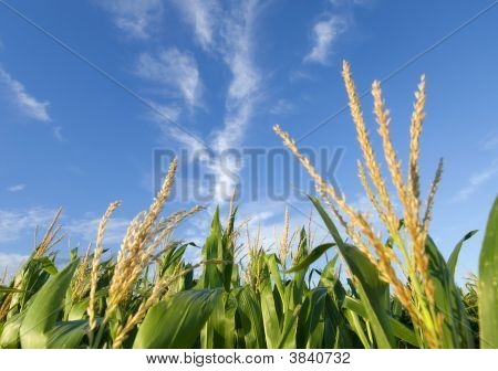 トウモロコシ畑と素敵な雲