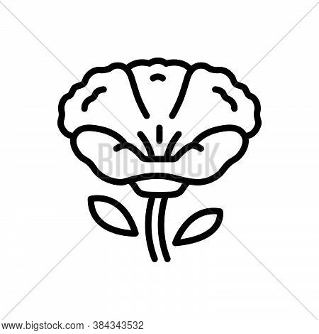 Black Line Icon For Poppy Papaveraceae Mawseed Opium-poppy Breadseed Horticulture Celandine Natural 