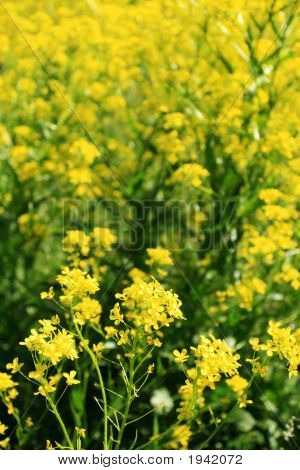 Rapeseed Flower Field