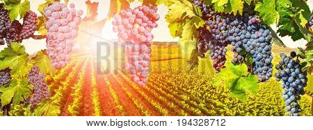 Branch of grapes ready for harvest. Picturesque aerial view of vineyard at sunset in Napa Valley, San Francisco Bay, California. Red grapes hanging in vineyard. Seasonal background.