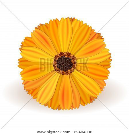 Marigold