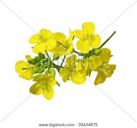 Rapeseed Blossom