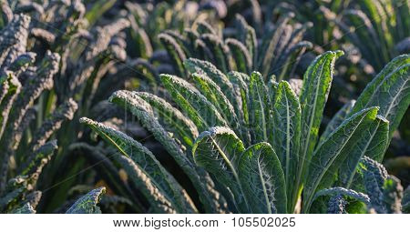 Growing Tuscan Kale Plants From Closein The Field