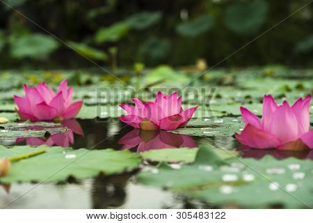 Royalty High Quality Free Photo Image Of A Pink Lotus Flower. Pink Lotus Is On Middle Pond Of Lotus 