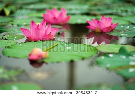 Royalty High Quality Free Photo Image Of A Pink Lotus Flower. Pink Lotus Is On Middle Pond Of Lotus 