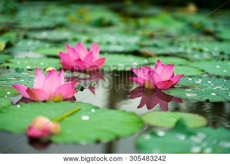 Royalty High Quality Free Photo Image Of A Pink Lotus Flower. Pink Lotus Is On Middle Pond Of Lotus 