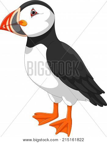 Vector illustration of Atlantic puffin cartoon isolated on white background