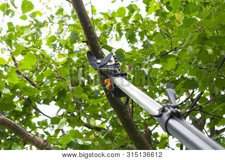 Seasonal Pruning Trees With Pruning Shears. Gardener Pruning Fruit Trees With Pruning Shears. Taking