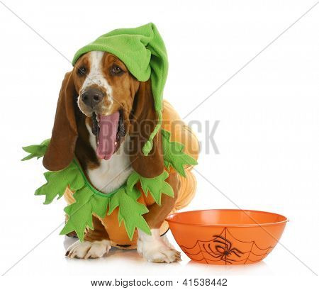 Halloween köpek - basset hound yanında hüner ya da muamele etmek beyaz b kase oturan bir kabak gibi giyinmiş