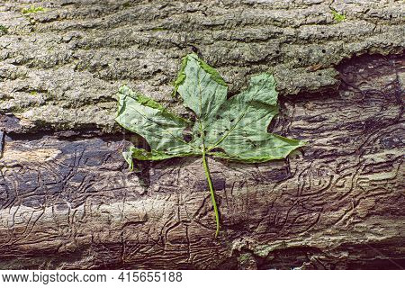 Green Leaf And Larval Tunnels Under Tree Bark, Little Carpathians, Slovak Republic. Seasonal Natural