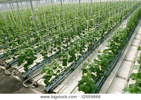 Sera salatalık Hydroponic ekimi