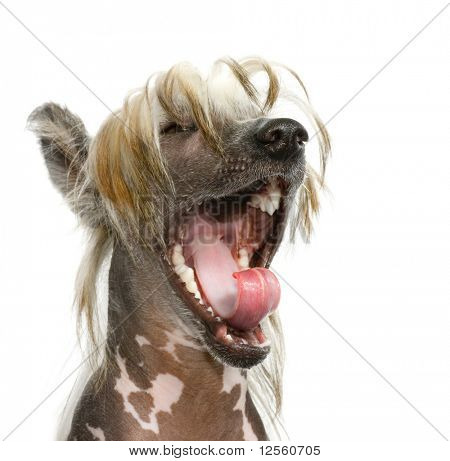 Laughing (singing) Dog