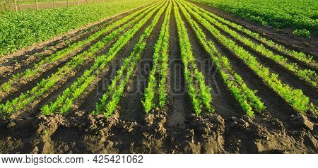 Carrot Plantations Grow In The Field. Vegetable Rows. Growing Vegetables. Landscape With Agricultura