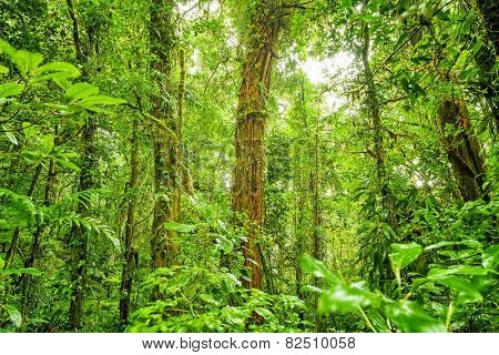 Rein forest background, fresh green jungle natural landscape, beautiful dense cloud forest, exotic tropical nature, wild Costa Rica, Central America 