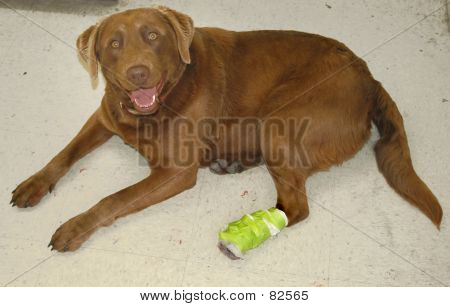 Dog With Hurt Paw