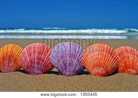 Five Scallop Sea Shells