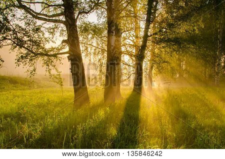 thick morning fog in the summer forest. thick morning fog in the forest at pond. Morning landscape in summer thick fog. dense fog in the morning. early morning. forest hiding in the fog.