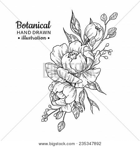 Vintage Flower Bouquet. Vector Drawing. Peony, Rose, Leaves And Berry Sketch. Engraved Botanical Com