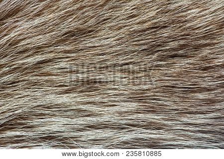 Fur Animal Close-up. Fur Texture. Fur. Natural Texture