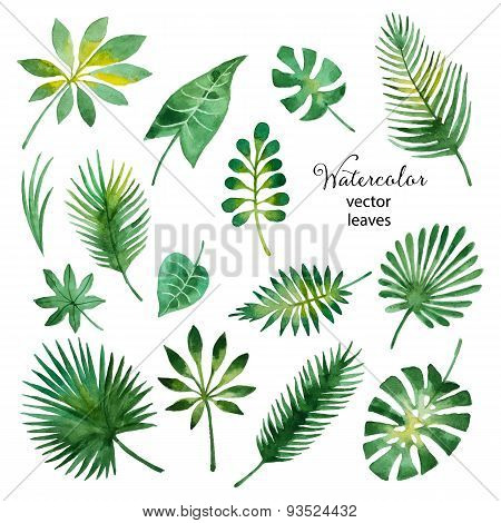 Set Of Watercolor Green Leaves