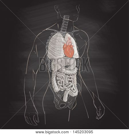 vector illustration human body anatomy heart medical internal organs system chalk drawing on the blackboard