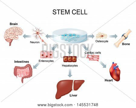 stem cell application. Using stem cells to treat disease