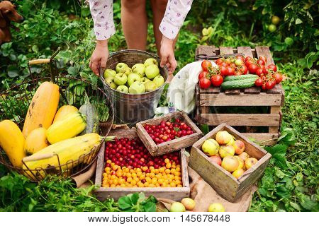 Young Attractive Woman On A Farm. Woman Farmer Picking Fruit Fro