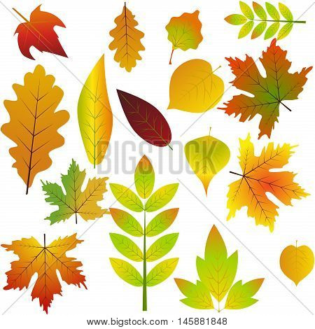 Nature fall yellow leaf autumn leaves seasonal forest symbols. Collection beautiful colorful autumn leaves isolated on white background. Color maple bright season red and orange autumn leaves.