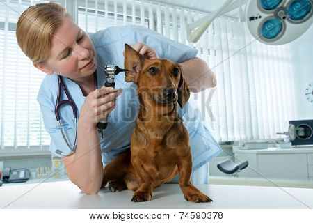 veterinarian doctor making check-up of a dachshund