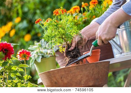 Gardeners hand planting flowers in pot with dirt or soil