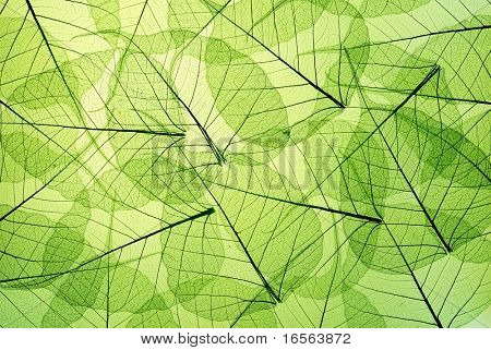 green leaves background