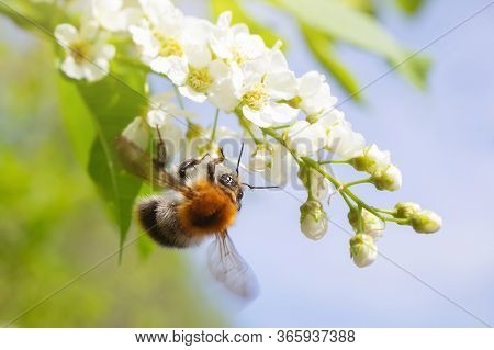 Blooming Bird Cherry Close-up. Bumblebee Flies Near The Flowers. Detailed Macro Photo. Beautiful Whi