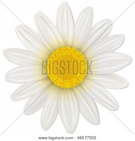 Marguerite, fleur isolée, illustration vectorielle.