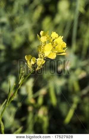 Wild Mustard (Sinapsis arvensis) (a.k.a. Brassica kaber)