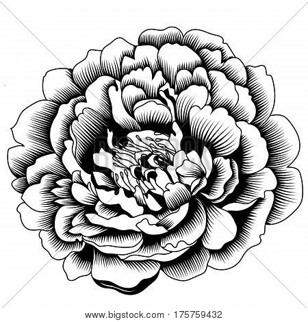 Graphical black flower illustration. black flower, contour flower, bloom flower, decorative flower, isolate flower, blossom flower, monochrome flower. Vector.