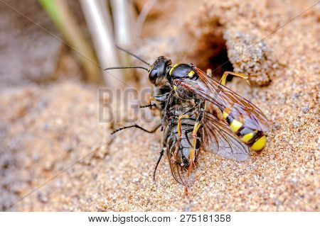 This Is The Field Digger Wasp, Mellinus Arvensis In Our Rear Garden, September. The Wasp Hunts For A