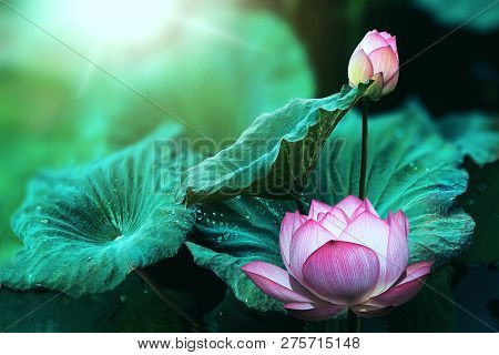 The Bud Of A Lotus Flower.background Is The Lotus Leaf And Lotus Flower And Lotus Bud And Tree.shoot