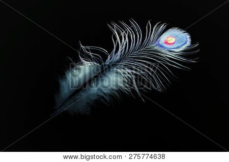 Peacock Feather On Black Background. Abstraction. Illustration Of The Book.