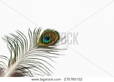 Detail Of Peacock Feather Eye On White Background. Beautiful Feather Of A Bird. Isolated.